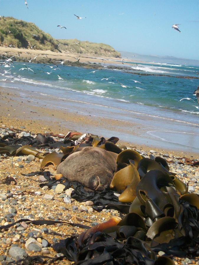 Catlins Retreat B & B Owaka Екстериор снимка